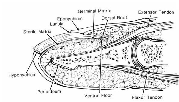 Do you know how to treat a nail bed injury?