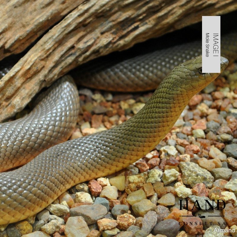 Mole Snake Bite
